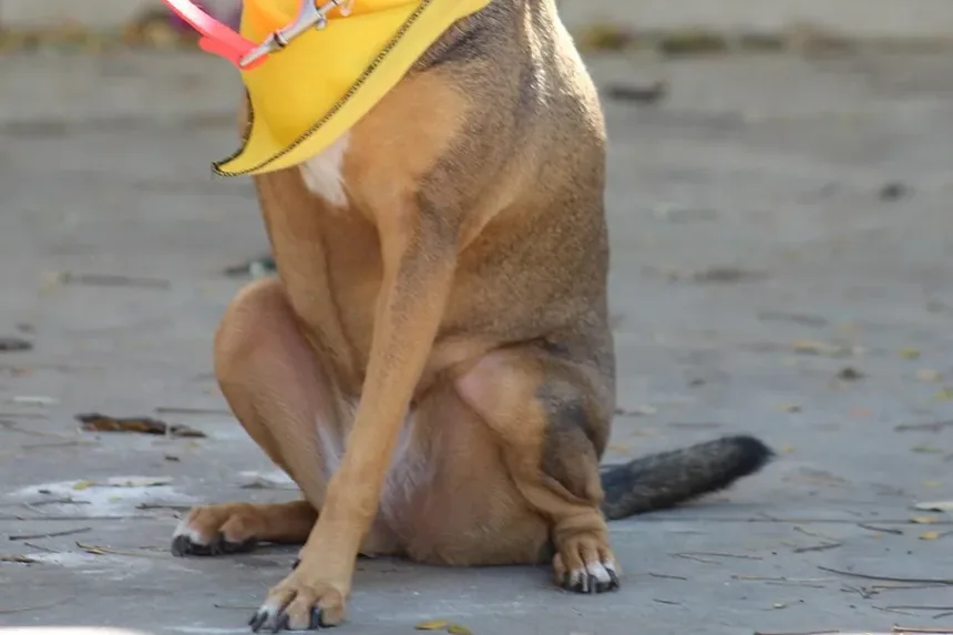 Efeitos Colaterais da Injeção de Vetalog em Cães: O Que Você Precisa Saber