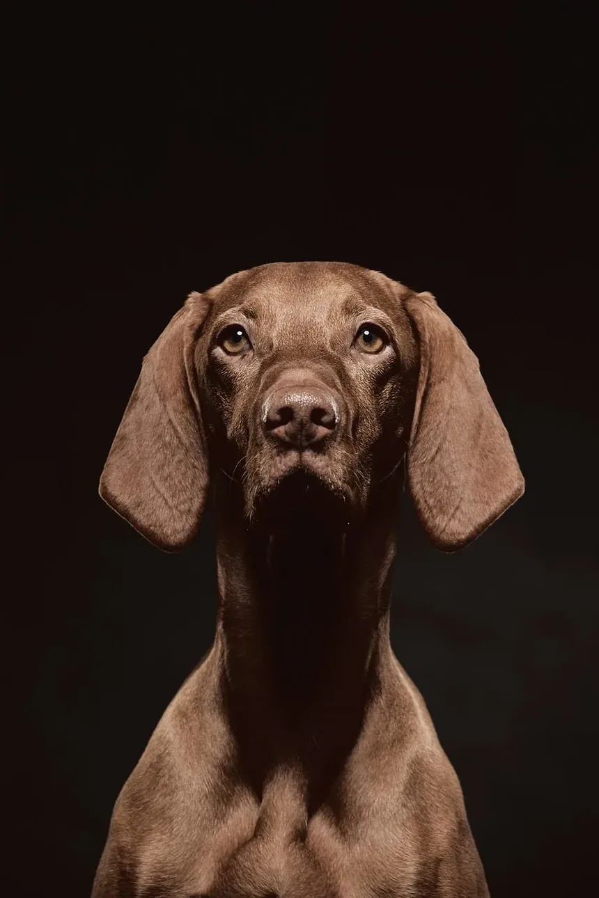 Nutrientes Essenciais para Cães: Um Guia Abrangente