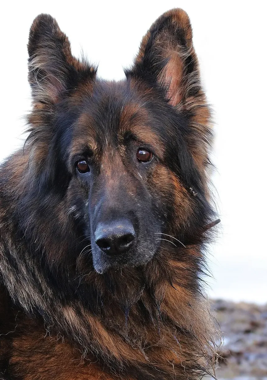Nutrientes Essenciais para Cães: Um Guia Abrangente