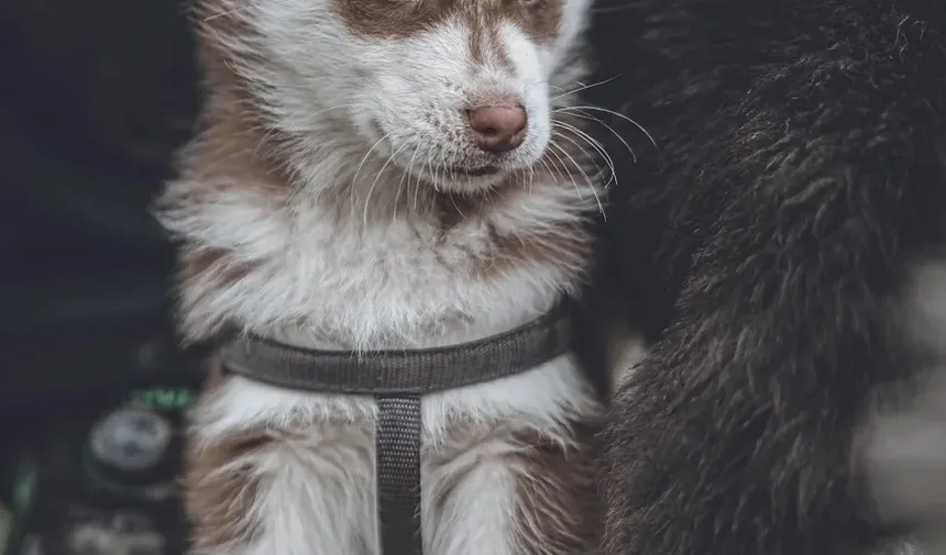 Nutrientes Essenciais para Cães: Um Guia Abrangente