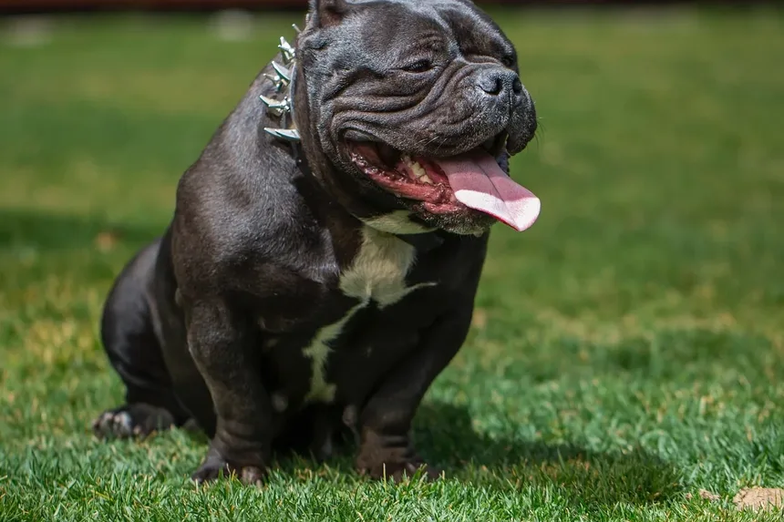 Nutrientes Essenciais para Cães: Um Guia Abrangente