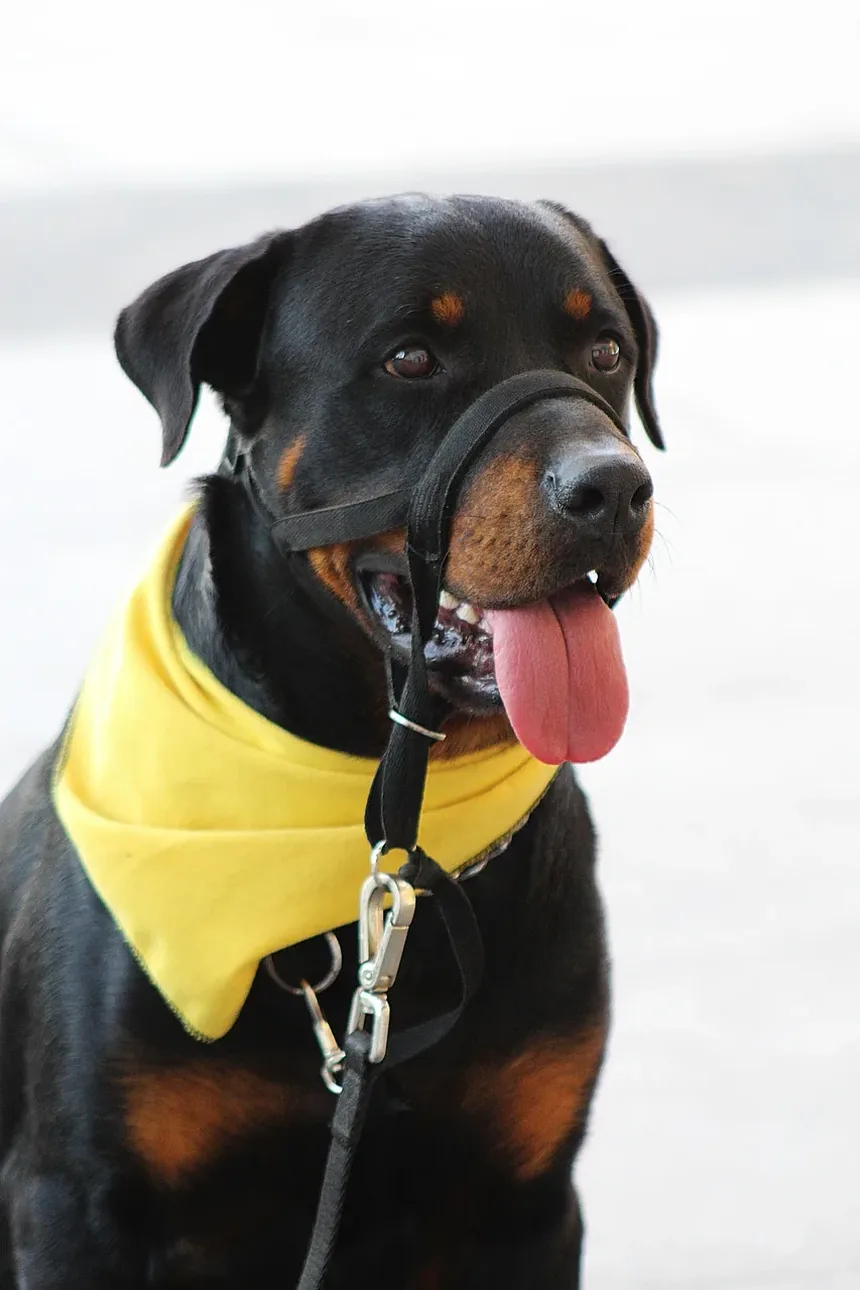 O Que Acontece Se Meu Cão Estiver Acima do Peso?
