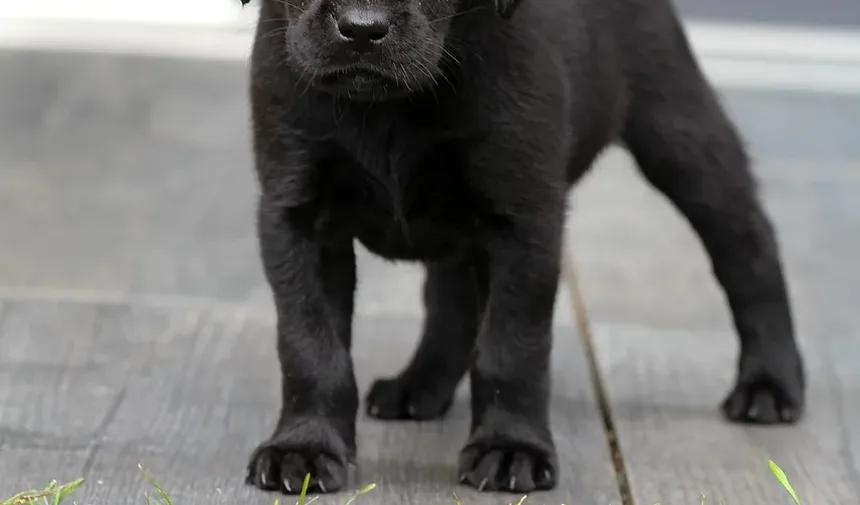 O Que Acontece Se Meu Cão Estiver Acima do Peso?