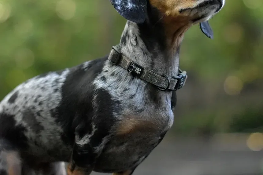 O Que Acontece Se Meu Cão Estiver Acima do Peso?