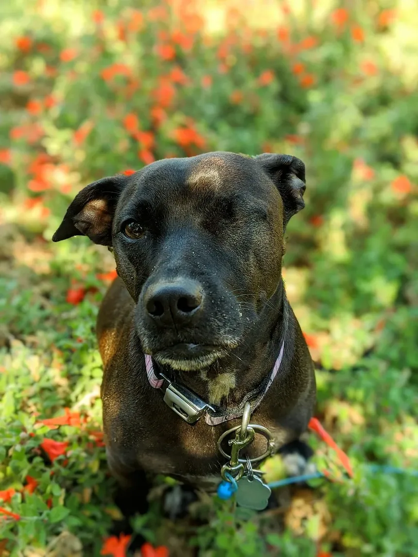 Quais Nutrientes os Cães Precisam Diariamente?