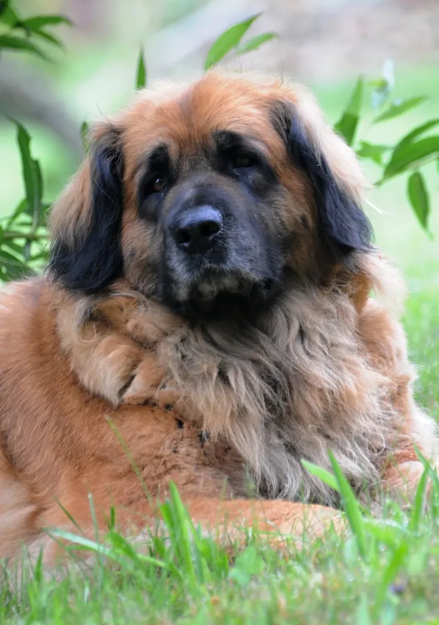 Quais Nutrientes os Cães Precisam Diariamente?