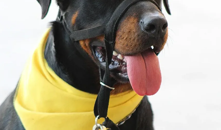 Quais Nutrientes os Cães Precisam Diariamente?