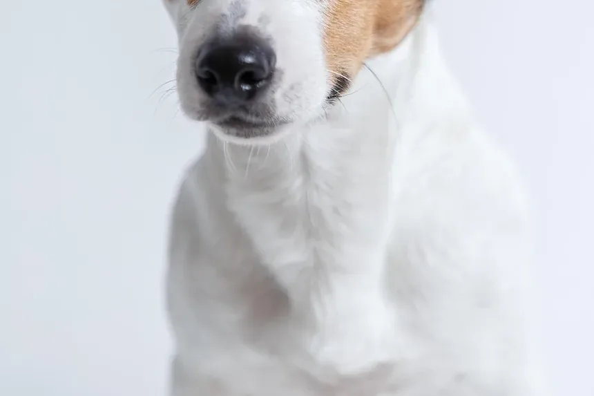 Quais Nutrientes os Cães Precisam Diariamente?