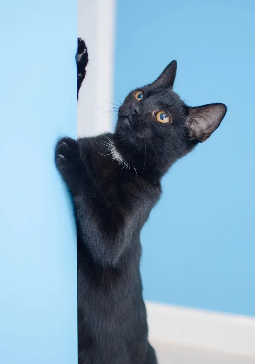 Piores Raças de Gatos para Alergias: Um Guia Completo