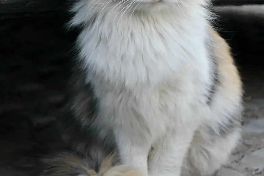 Piores Raças de Gatos para Alergias: Um Guia Completo